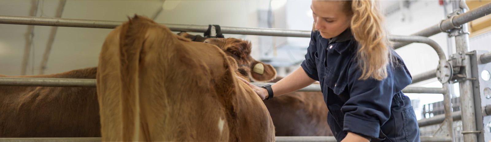 Étudiante donnant des soins à une vache dans un pavillon de productions animales