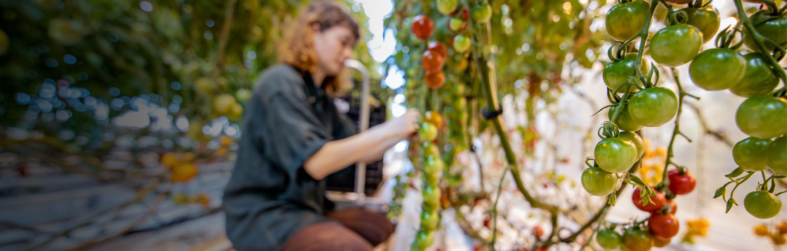 Femme accroupie qui récolte des tomates dans une serre