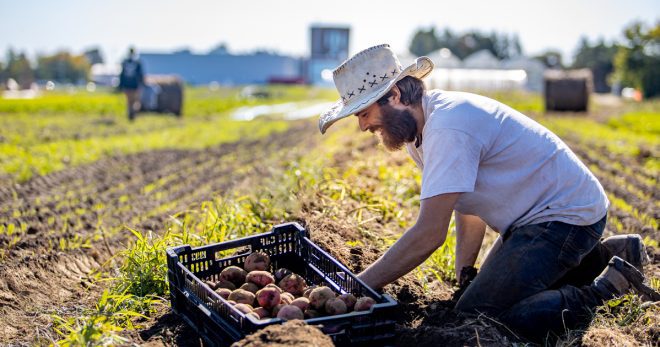 photo d'un homme portant un chapeau et récoltant des patates dans un champ